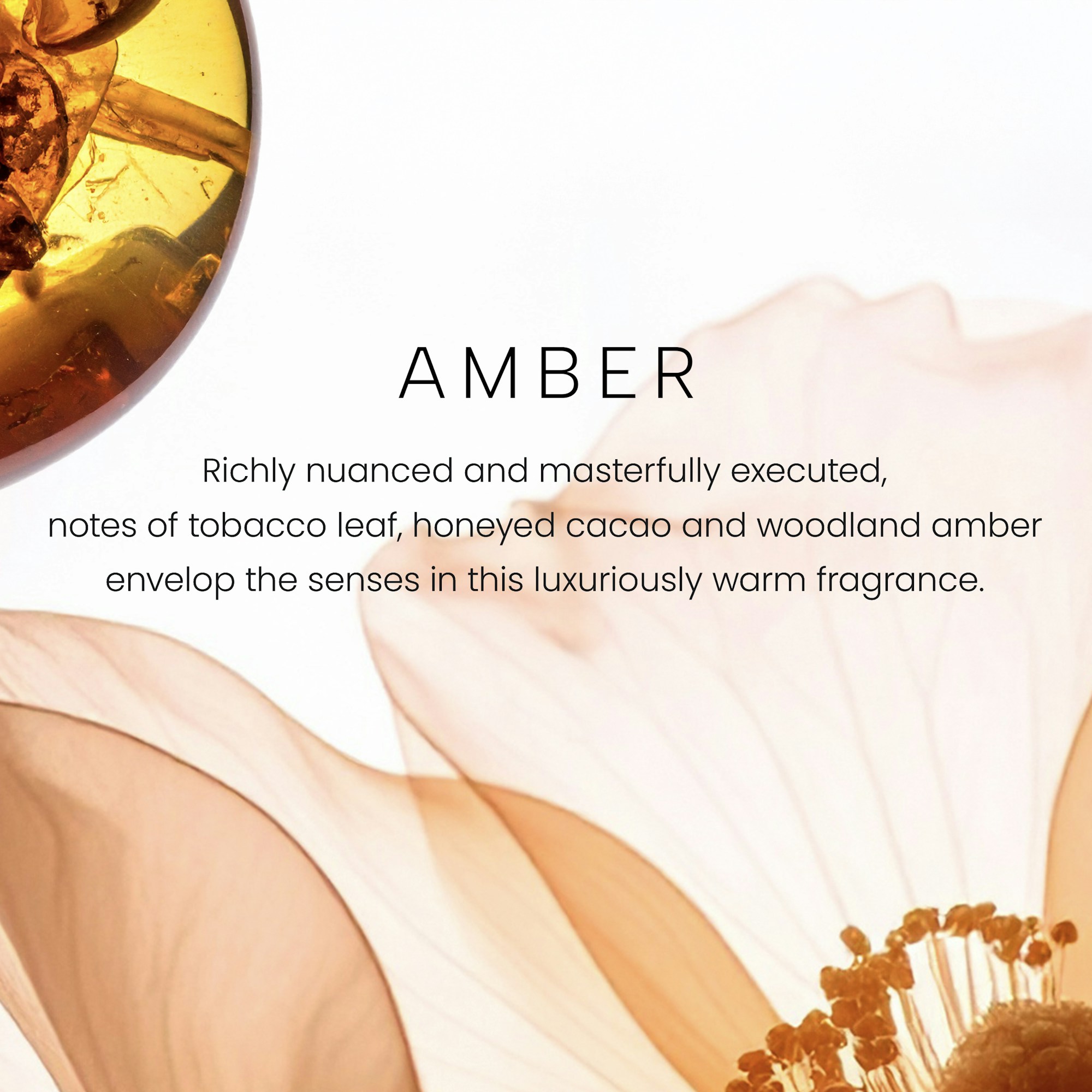 Amber - Image 2