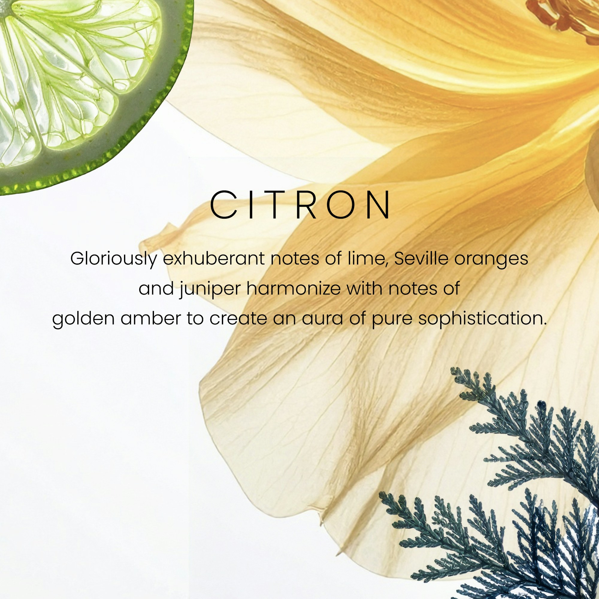 Citron - Image 2